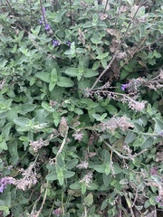 Nepeta racemosa