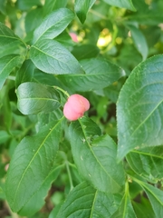 Euonymus europaeus