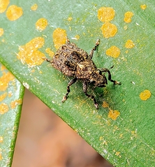 Pantorhaenas conspersus