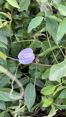 Centrosema virginianum