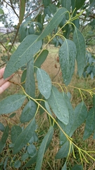 Eucalyptus ovata