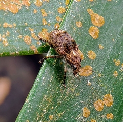 Pantorhaenas conspersus