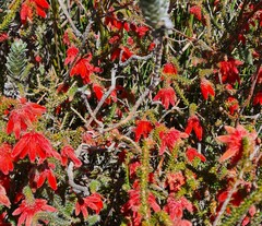 Erica cerinthoides