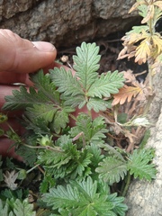Potentilla longifolia