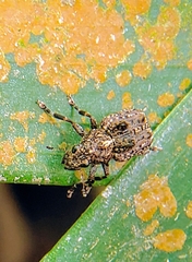 Pantorhaenas conspersus