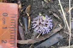 Ramariopsis pulchella