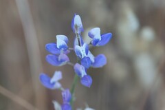 Lupinus nanus