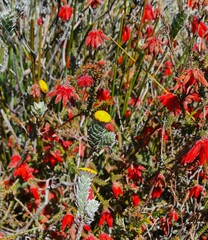 Schistostephium umbellatum