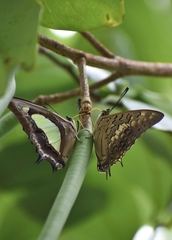 Polyura bharata