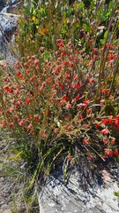 Erica cerinthoides
