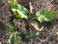Silphium perfoliatum