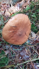 Suillus luteus