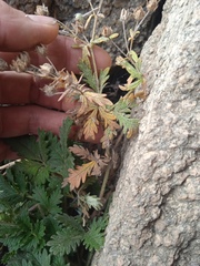 Potentilla longifolia