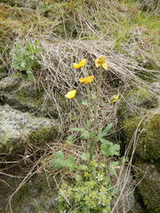 Ranunculus propinquus subborealis