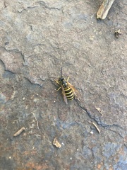 Vespula alascensis