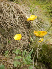 Ranunculus propinquus subborealis