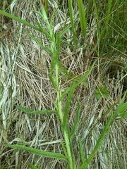 Senecio sarracenicus