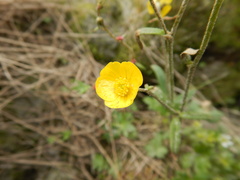 Ranunculus propinquus subborealis