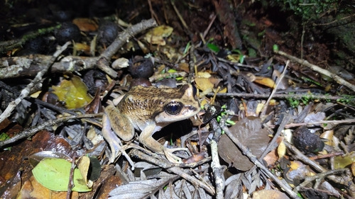 Pelada Mountain spiny chest frog, Alsodes valdiviensis