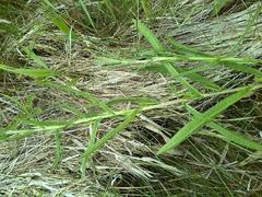 Senecio sarracenicus