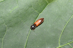 Agriotes ustulatus