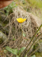 Ranunculus propinquus subborealis