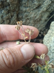 Potentilla longifolia
