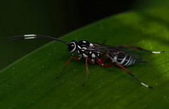 Glabridorsum stokesii