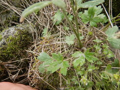 Ranunculus propinquus subborealis