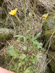 Ranunculus propinquus subborealis