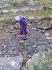 Lavandula angustifolia
