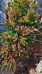 Erica petraea