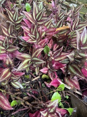 Tradescantia zebrina