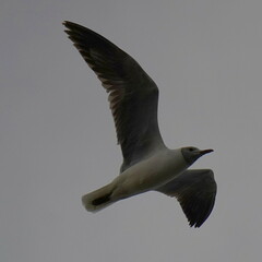 Chroicocephalus cirrocephalus