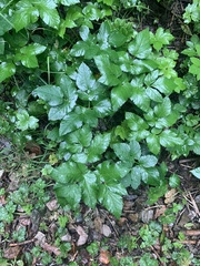 Aegopodium podagraria