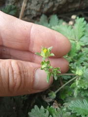 Potentilla longifolia
