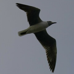 Chroicocephalus cirrocephalus