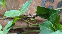 Lasius