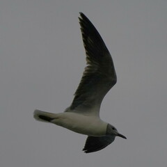 Chroicocephalus cirrocephalus