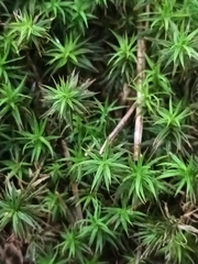 Polytrichum formosum