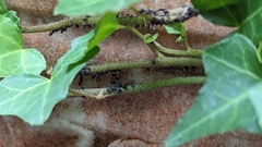 Lasius
