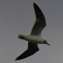 Chroicocephalus cirrocephalus