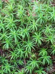 Polytrichum formosum
