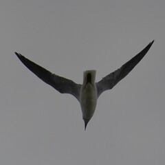 Chroicocephalus cirrocephalus