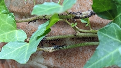 Lasius