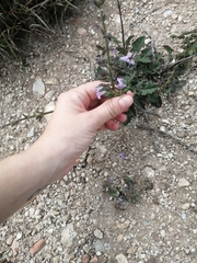 Salvia scabra