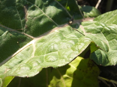 Silphium perfoliatum