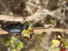 Capnodis tenebrionis