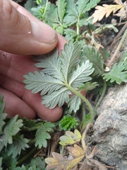 Potentilla longifolia