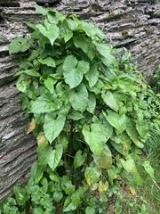 Dioscorea communis